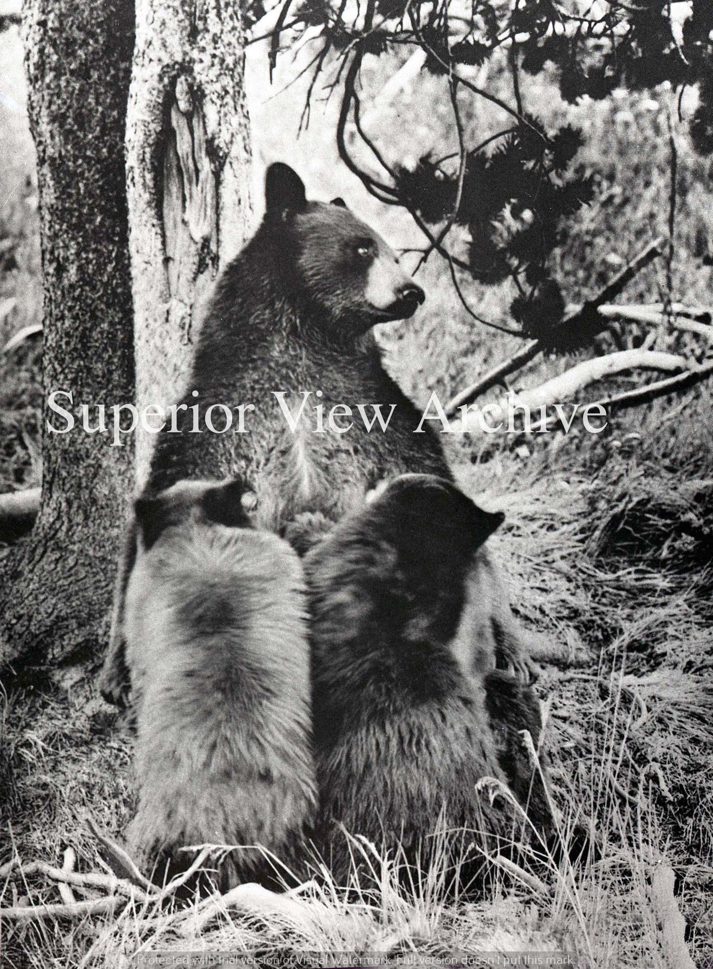 Historic Wildlife Photo Mother Bear Nursing Two Cubs Black Bear Mother 1890