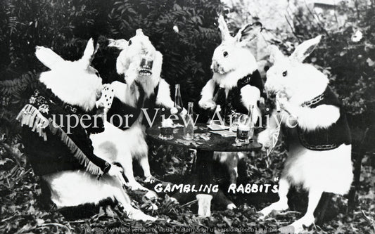 Rabbits Gambling