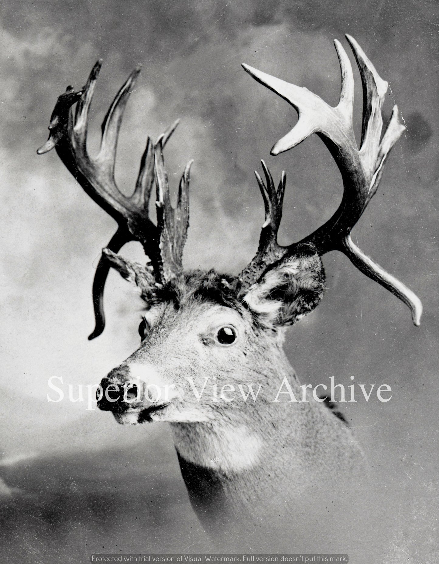 Vintage Deer Hunt Unbelievable Antlers Non Typical Rack Whitetail Deer Hunting