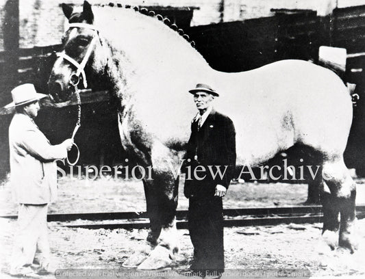 Largest Horse
