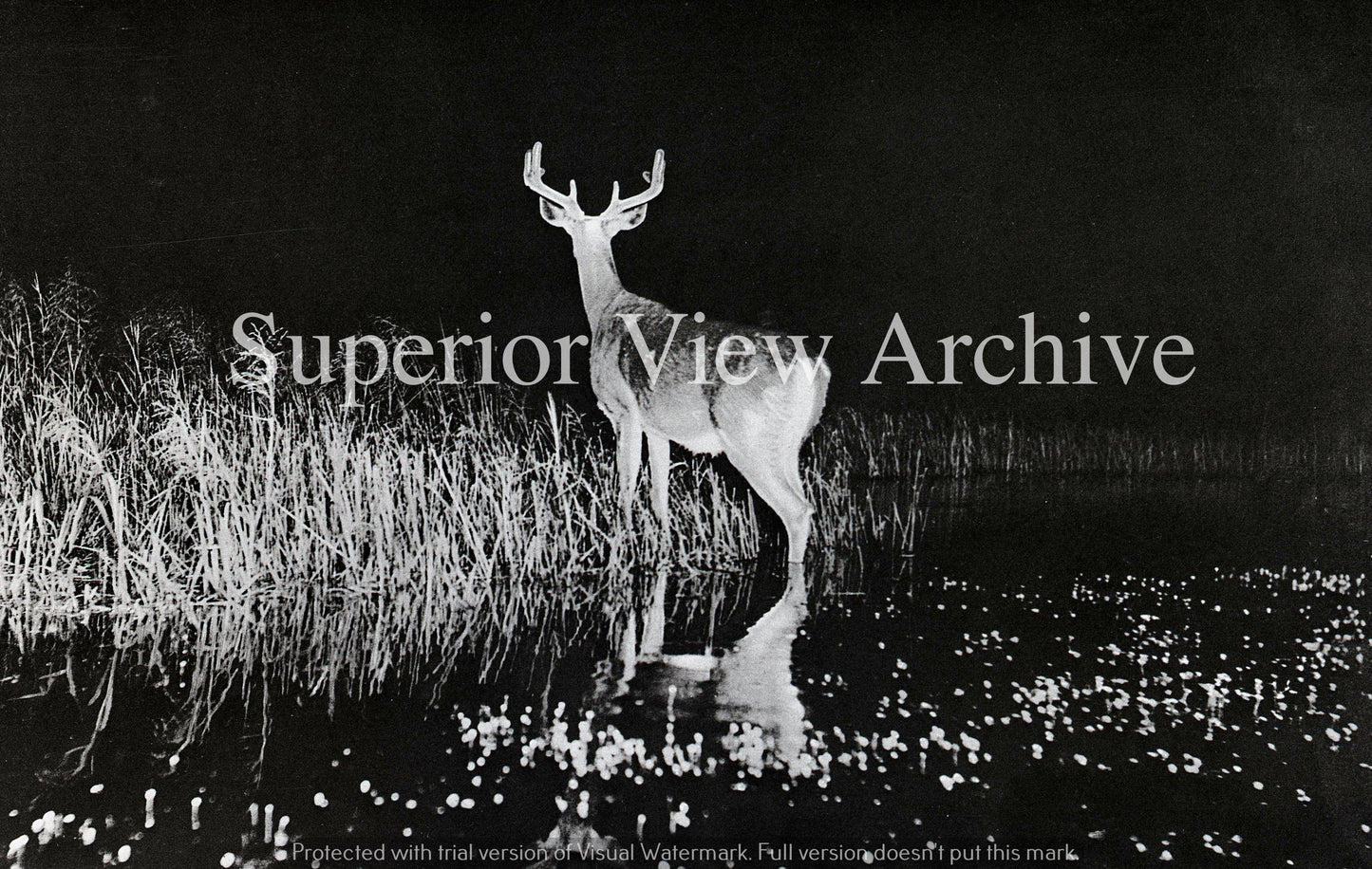 George Shiras III Greatest Wildlife Photo Hark Deer Hears Wolf 1900 Worlds Fair