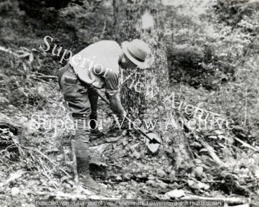 Survey Tree Marking Old Time Surveying Blazing Tree Vintage Surveyor